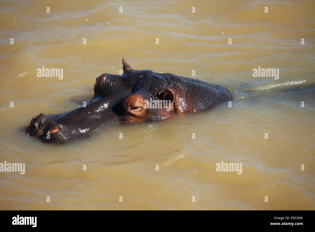 Hippo in lago, st. Lucia, Sud Africa Foto Stock