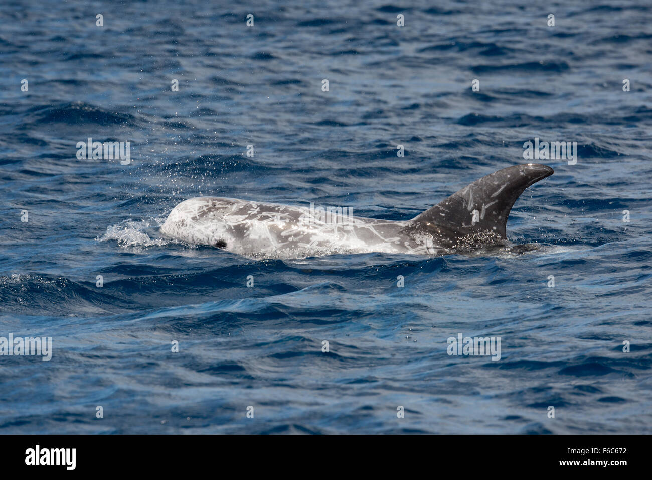 Risso (Dolphin Grampus griseus) affiorante, Pico, Azzorre, Oceano Atlantico settentrionale Foto Stock