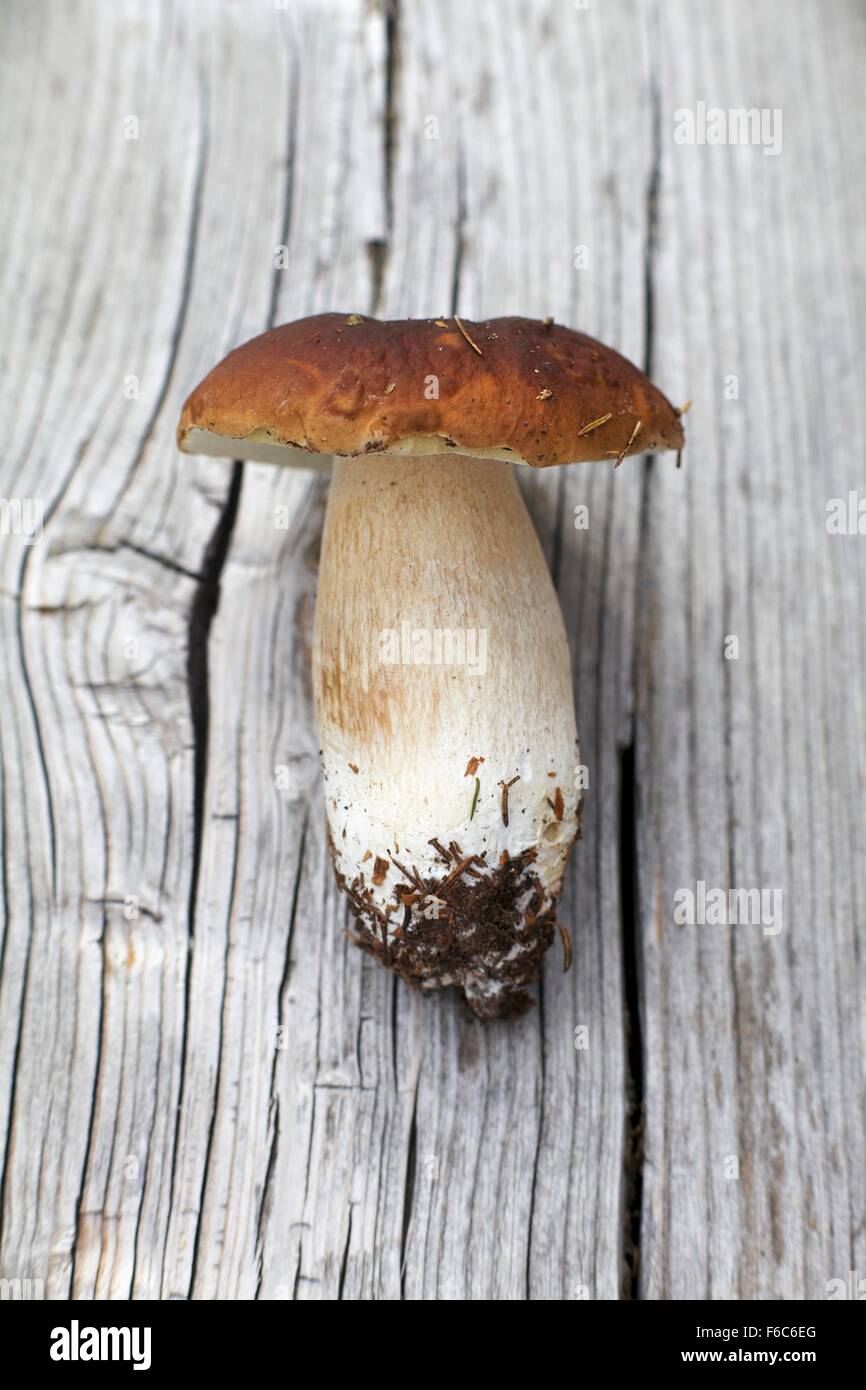 Un fresco porccini fungo su una superficie in legno Foto Stock