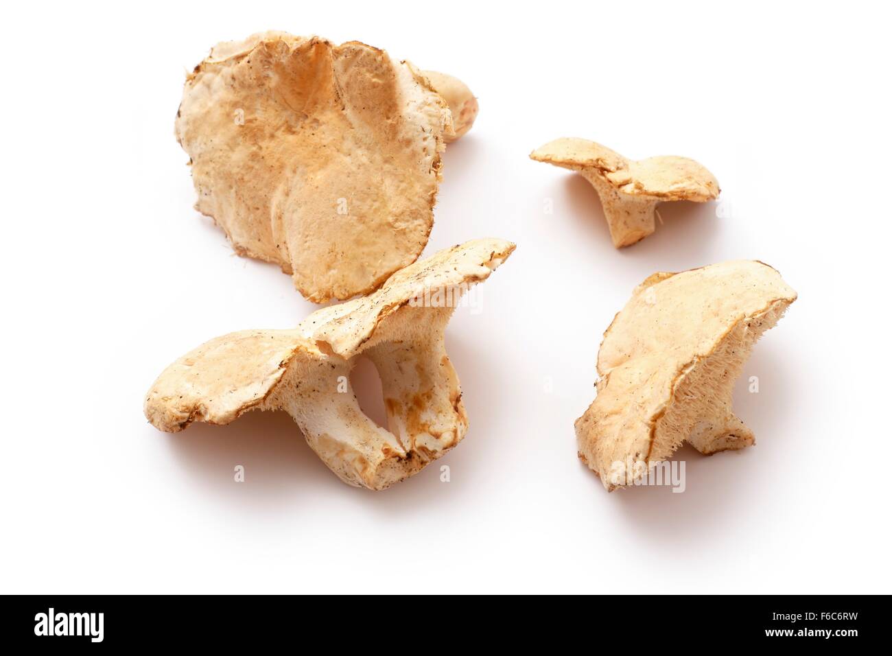 Riccio di funghi Foto Stock
