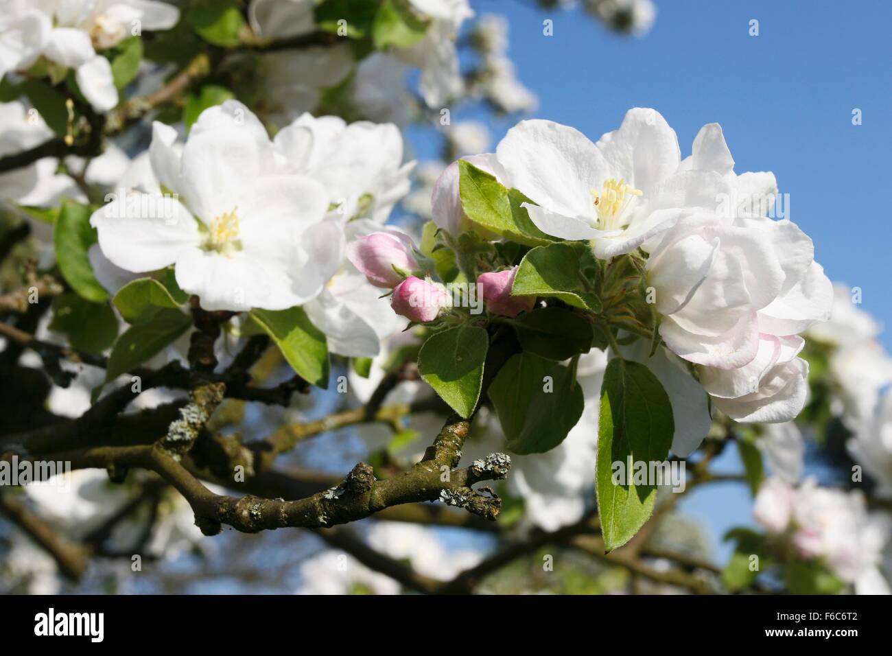Apple Blossom sulla struttura ad albero Foto Stock
