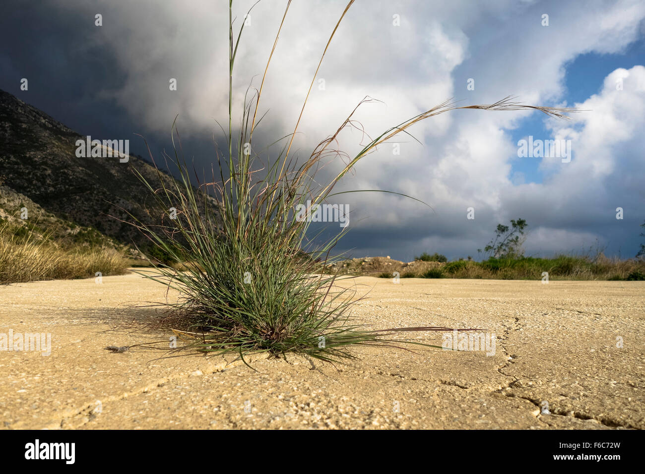 L'erba cresce al di fuori della cricca in asfalto. Spagna. Foto Stock