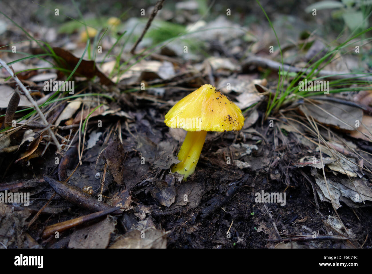 Funghi selvatici, Hygrocybe acutoconica, persistente Waxcap, nella foresta. Spagna. Foto Stock