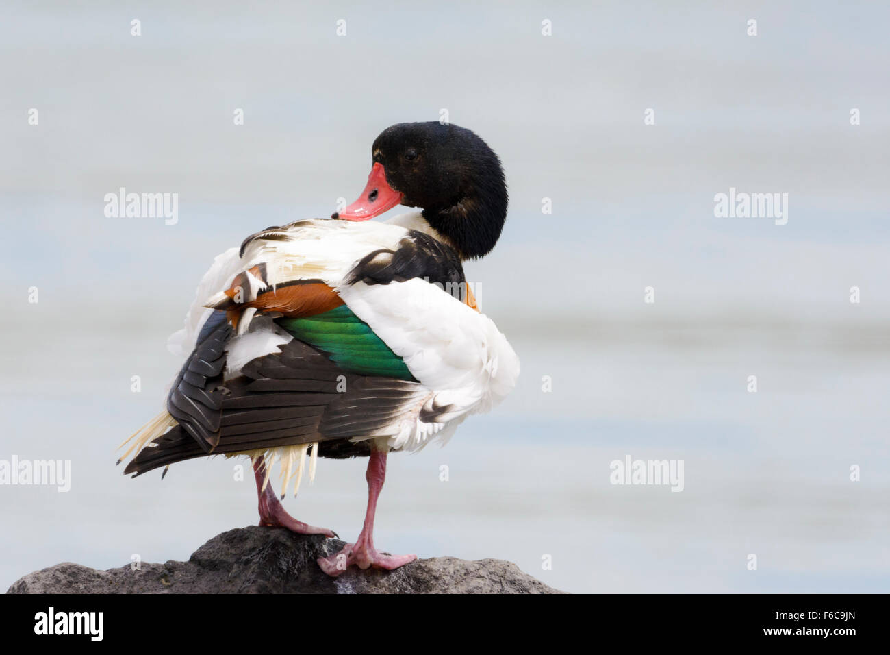 Shelduck comune (Tadorna tadorna) di pulizia le sue piume sulla riva, Waddensea, Paesi Bassi. Foto Stock