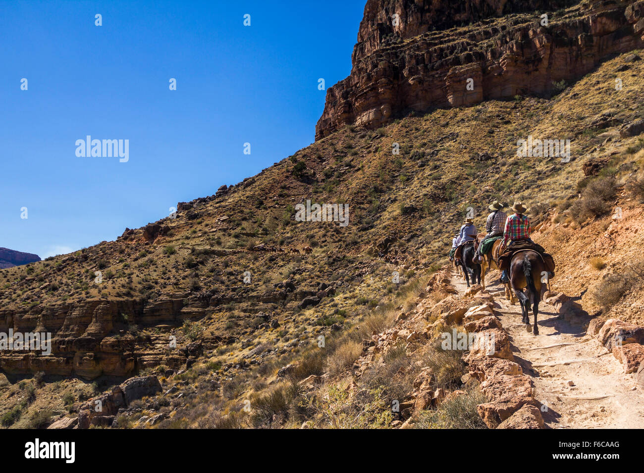 Mulis sul Grand Canyon Trail Foto Stock