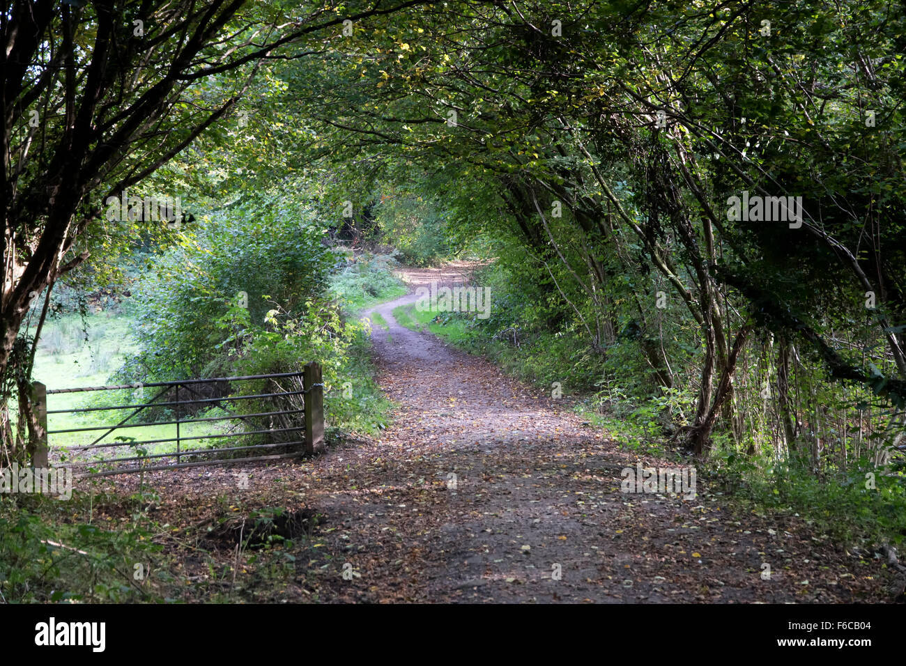 Paese rampicate rotta vicino a Lindfield villaggio nel West Sussex Foto Stock