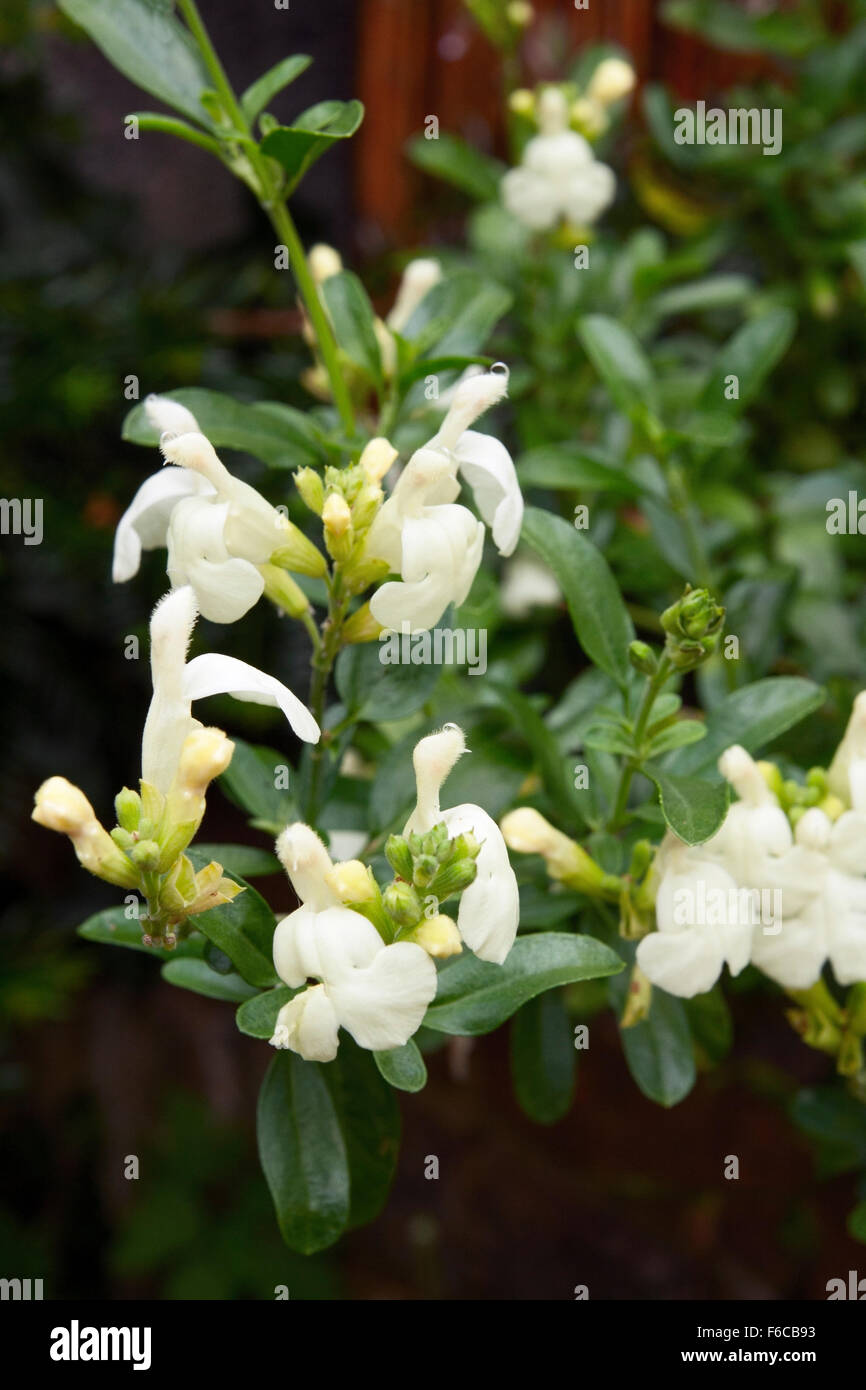 Salvia " Torta al limone" Foto Stock