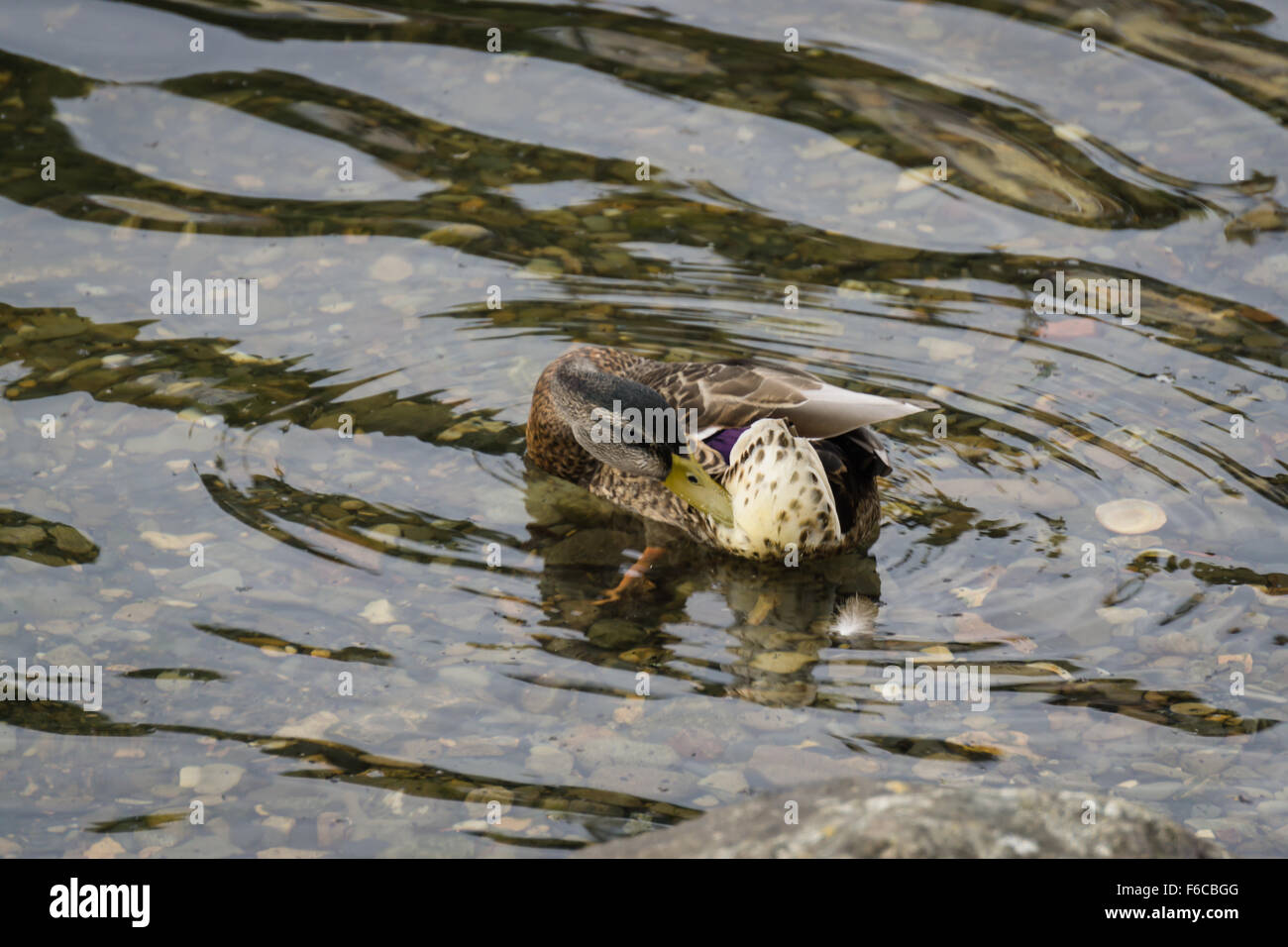 Il Germano Reale femmina [Anas platyrhynchos] Preening sull'acqua. Foto Stock