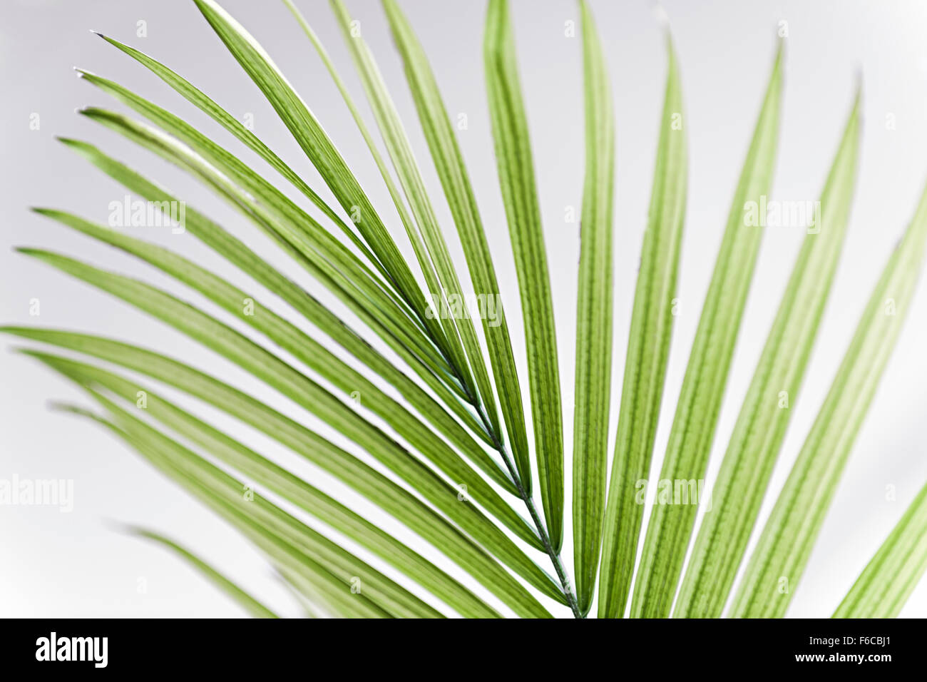 Primo piano sul verde tropical Palm tree leaf Foto Stock