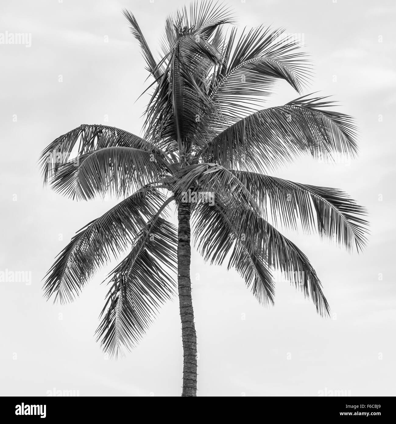 Parte superiore del palm tree sul cielo nuvoloso sfondo in bianco e nero, formato quadrato. Foto Stock
