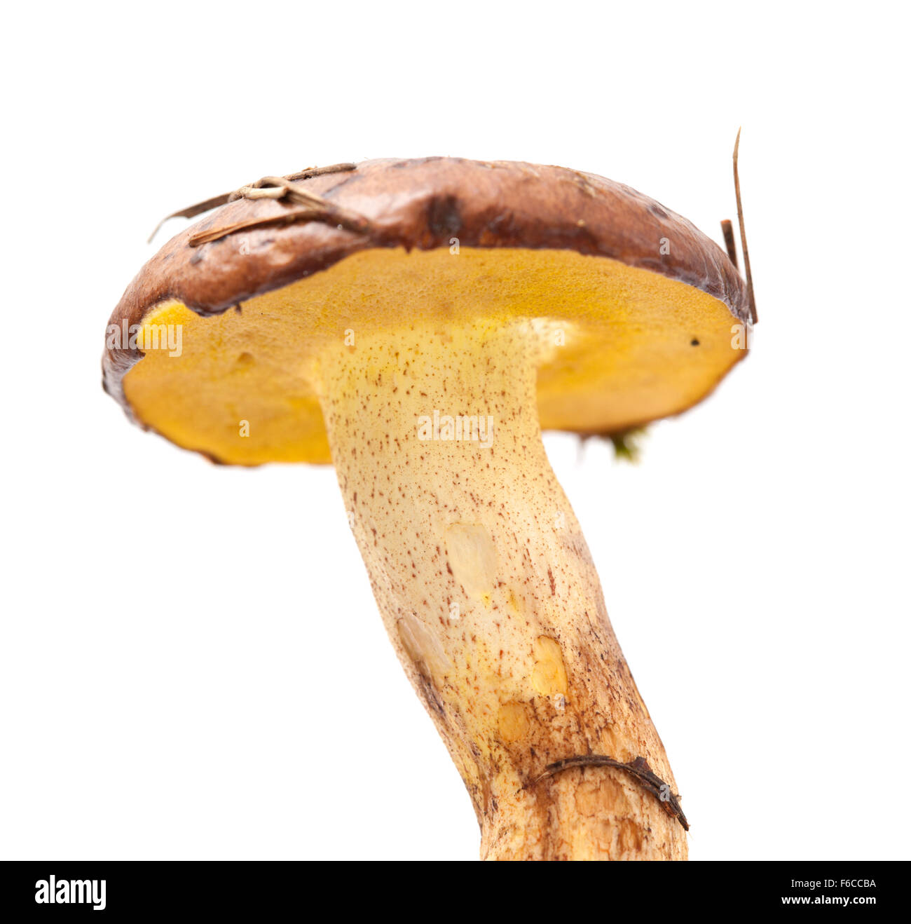 Suillus collinitus, jack scivolose fungo isolato su sfondo bianco Foto Stock