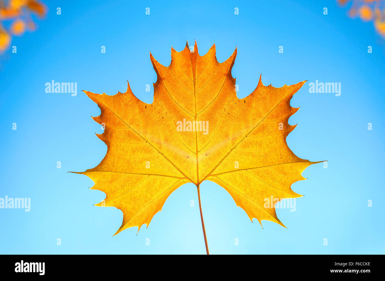 Maple Leaf contro il cielo blu. Foto Stock