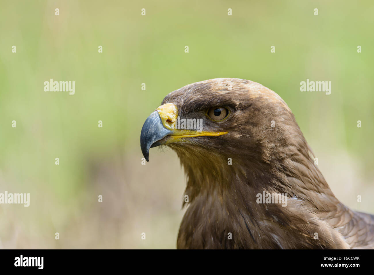 Steppenadler, Aquila nipalensis, steppa Eagle Foto Stock