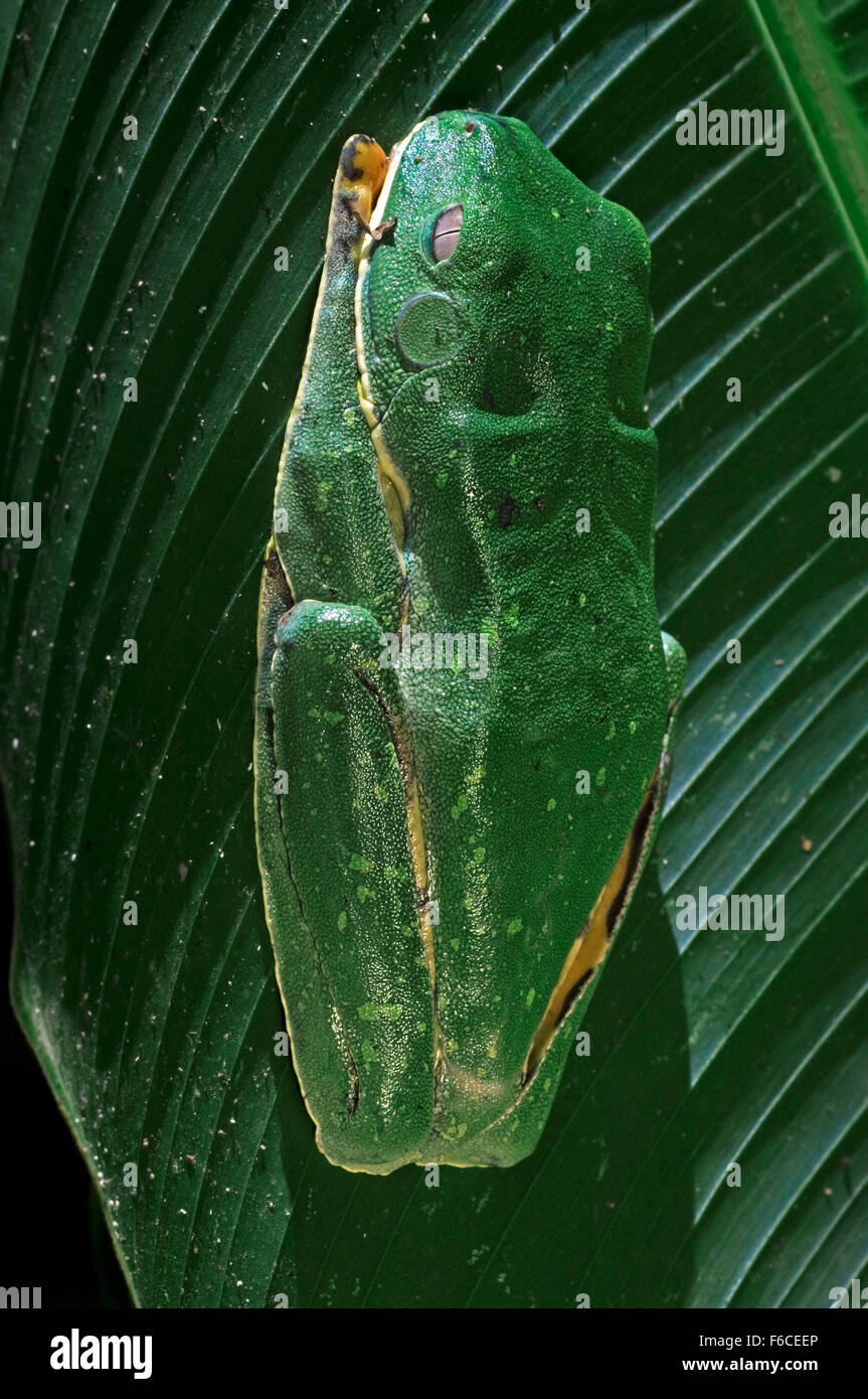 Splendida rana foglia / bloccate foglia (rana Agalychnis calcarifer) aggrappati alla foglia di palma, Costa Rica Foto Stock