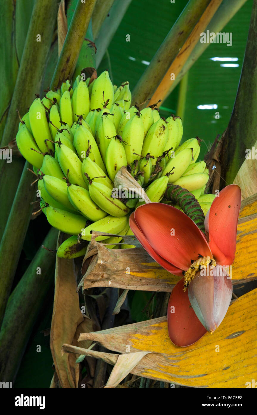 Evergreen perenne Musa acuminata che mostra i fiori e le banane, nativo per il sud-est asiatico Foto Stock