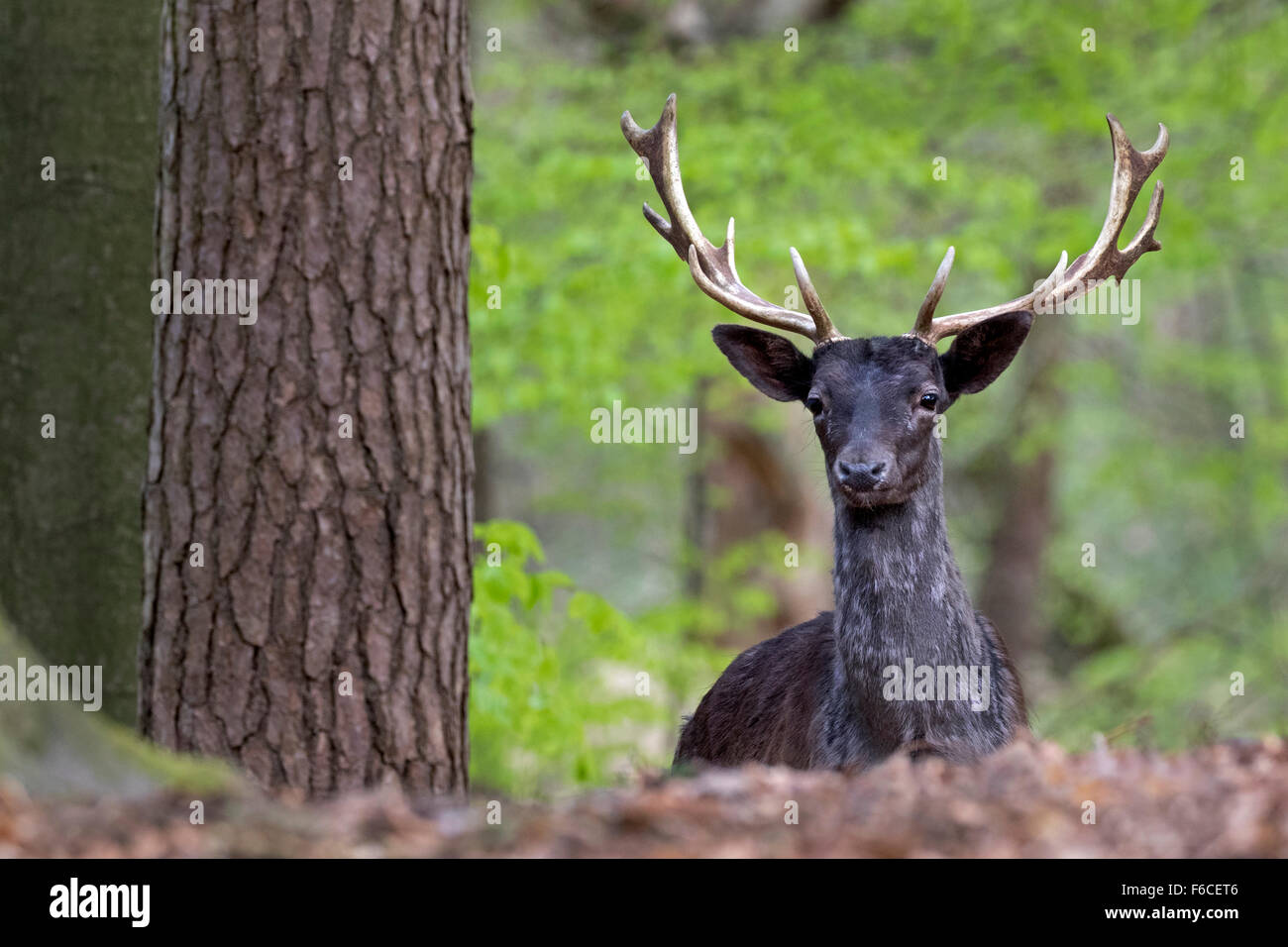 Daini, colore nero variante, Schleswig Holstein, Germania Foto Stock