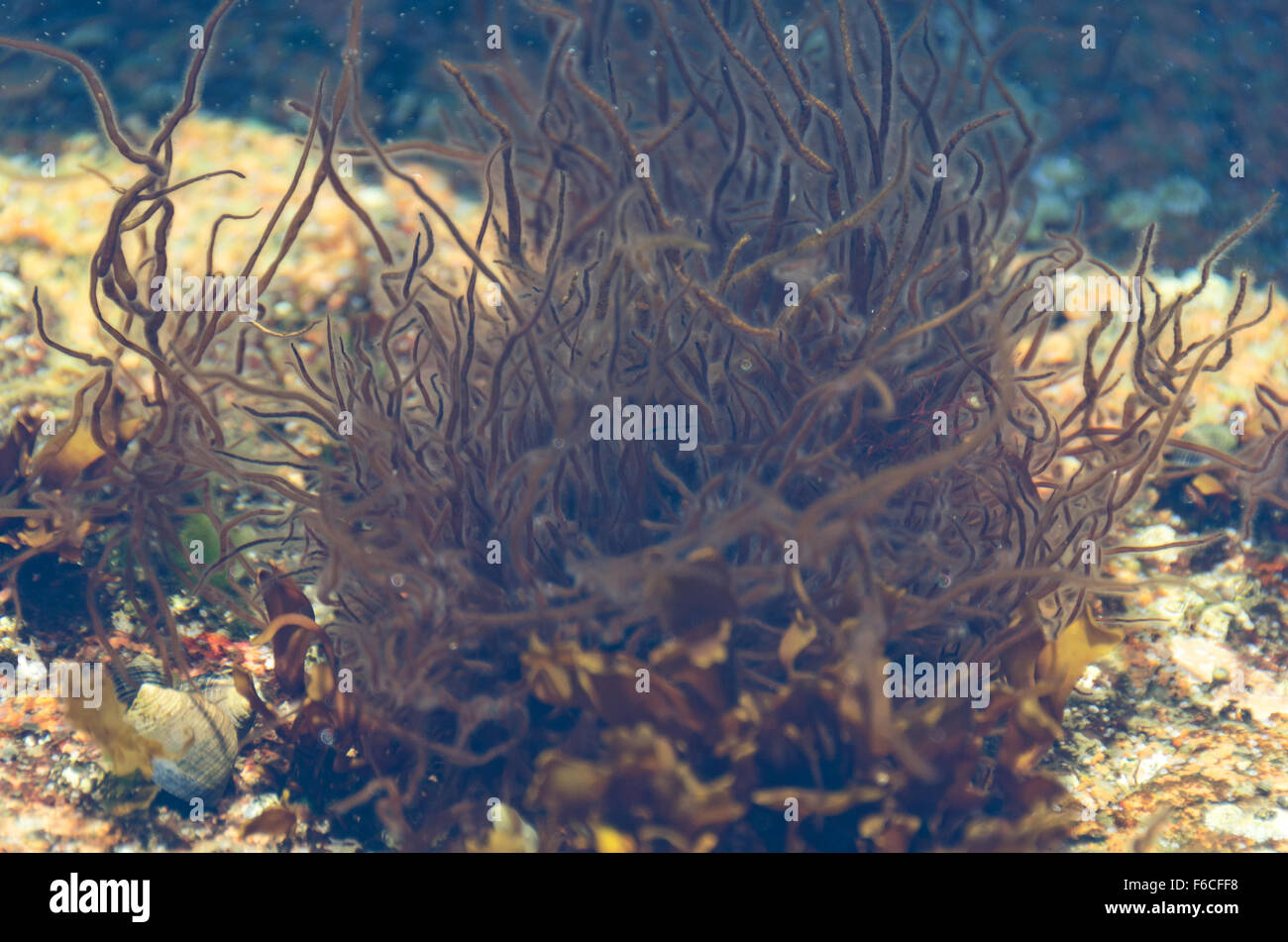 Dumontia contorta in un Maine tidepool, all'inizio della primavera. Un comune pervinca è in basso a sinistra. Foto Stock