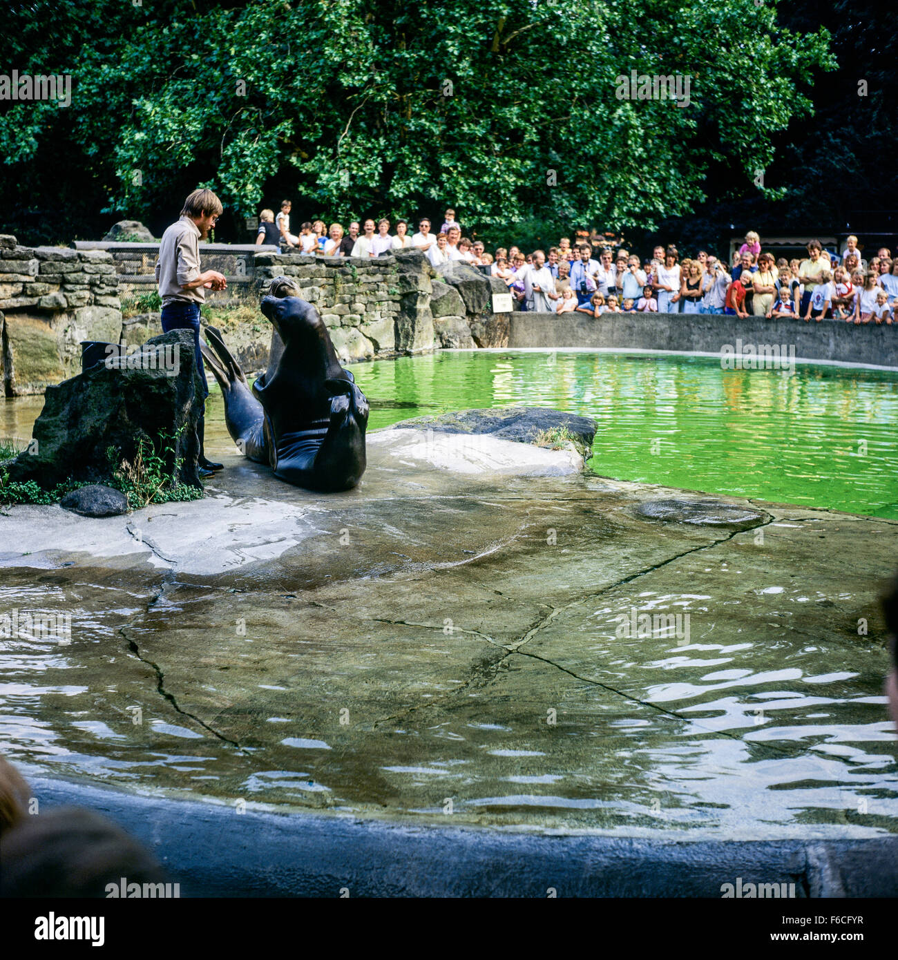 Custode dello Zoo alimentare una guarnizione, Zoologischer Garten giardino zoologico, Berlino, Germania Foto Stock