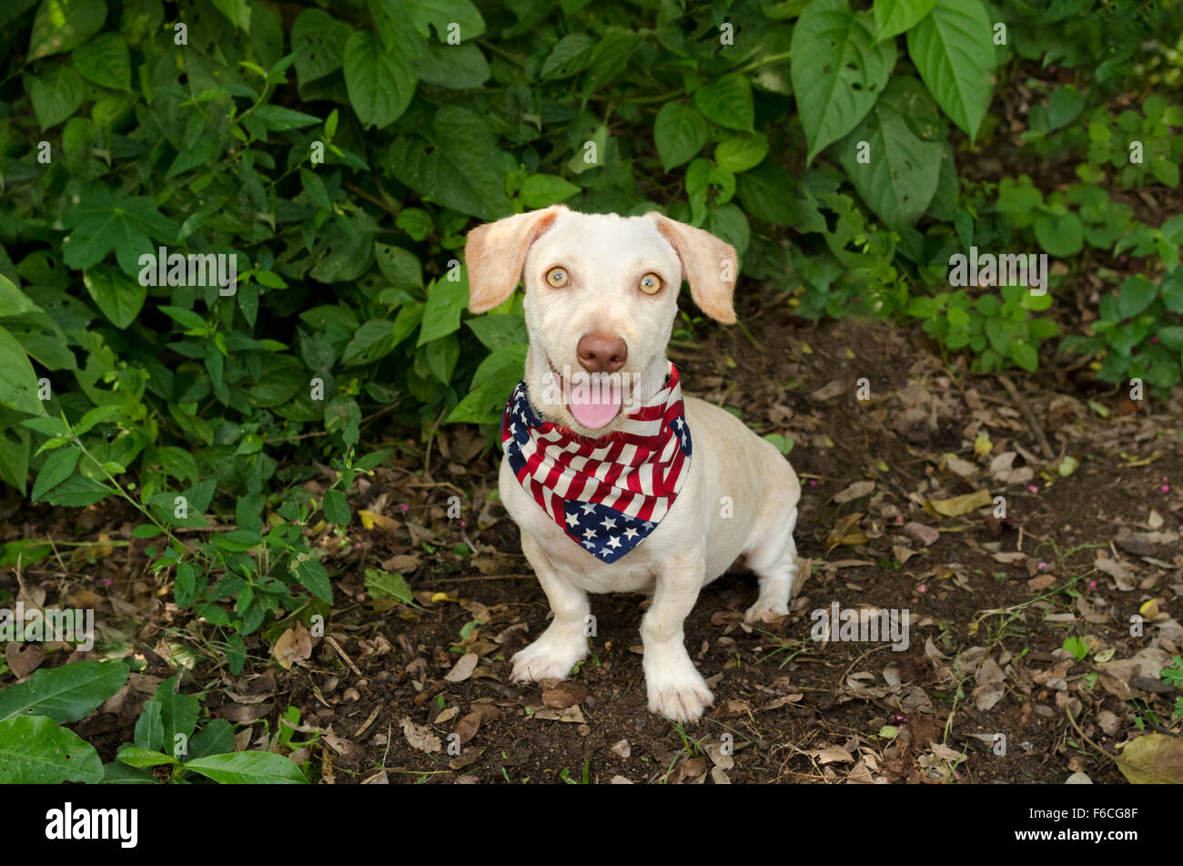 Cute cane è un adorabile felice carino porta con una colorata bandana un grande sorriso. Foto Stock