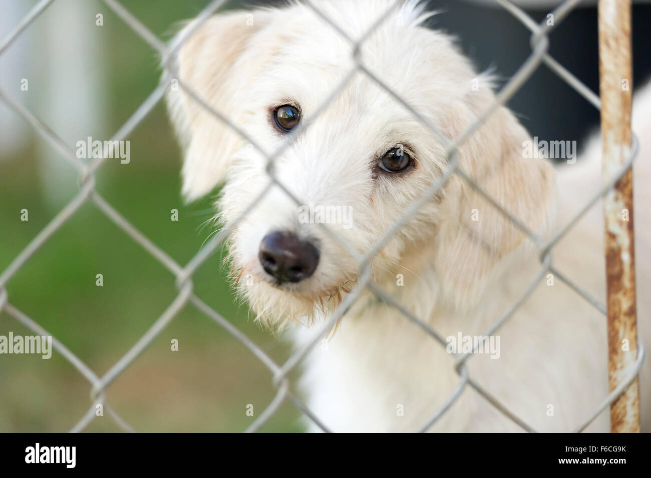 Shelter cane è simpatico cane in un riparo animale prendendo il suo naso attraverso la recinzione chiedendo chi sta andando a prendere lui home. Foto Stock