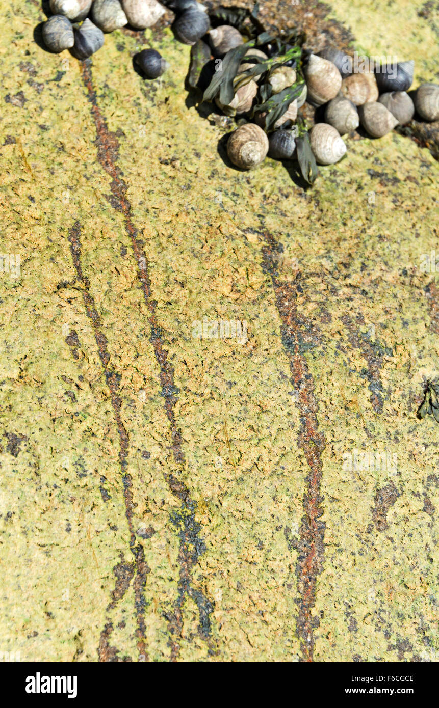 Le tracce lasciate da pervinca lumache (Littorina littorea) alimentazione sulle alghe marine (prob. Ulothrix laetevirens), Acadia NP, Maine Foto Stock