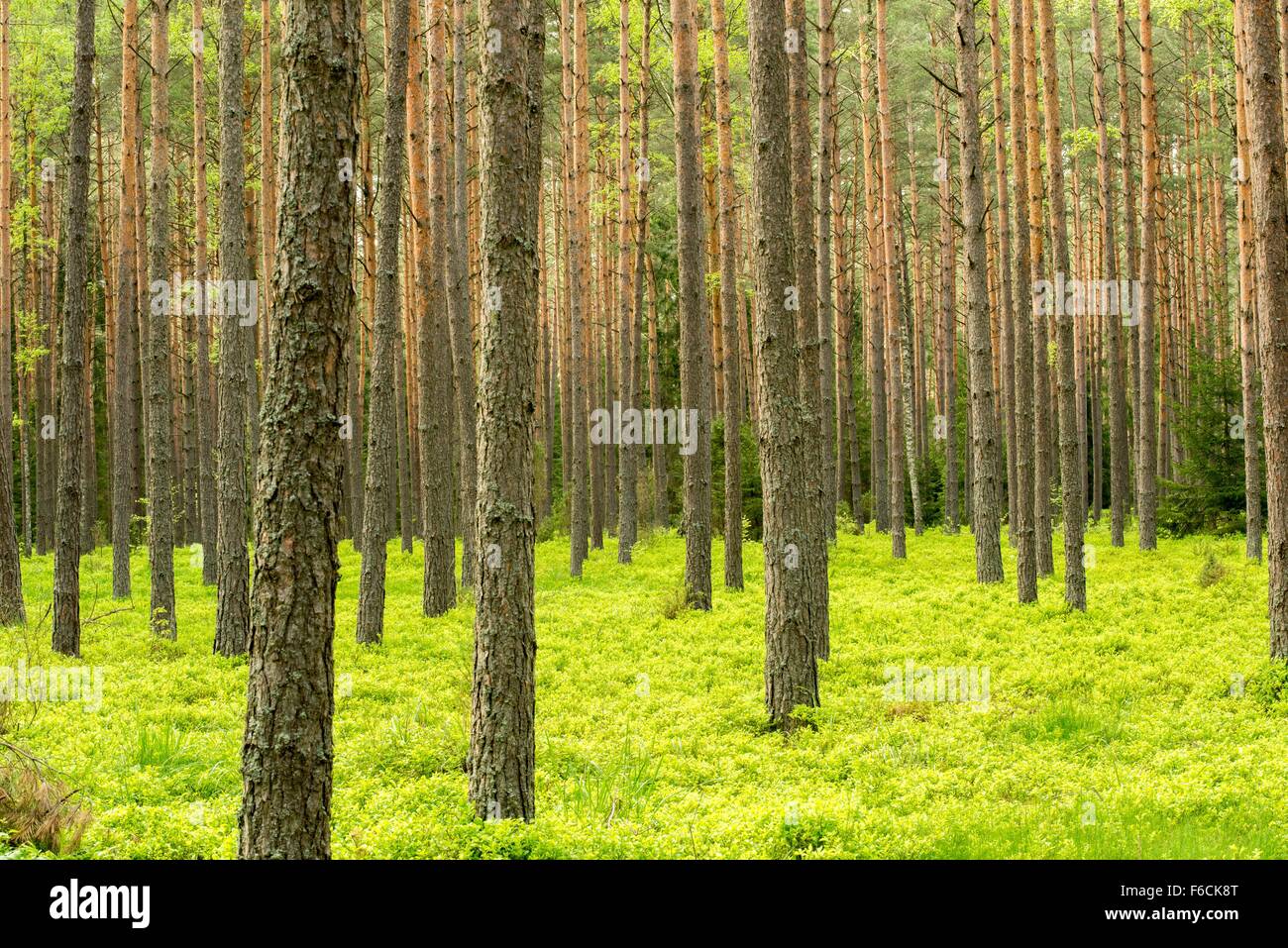 foresta Foto Stock