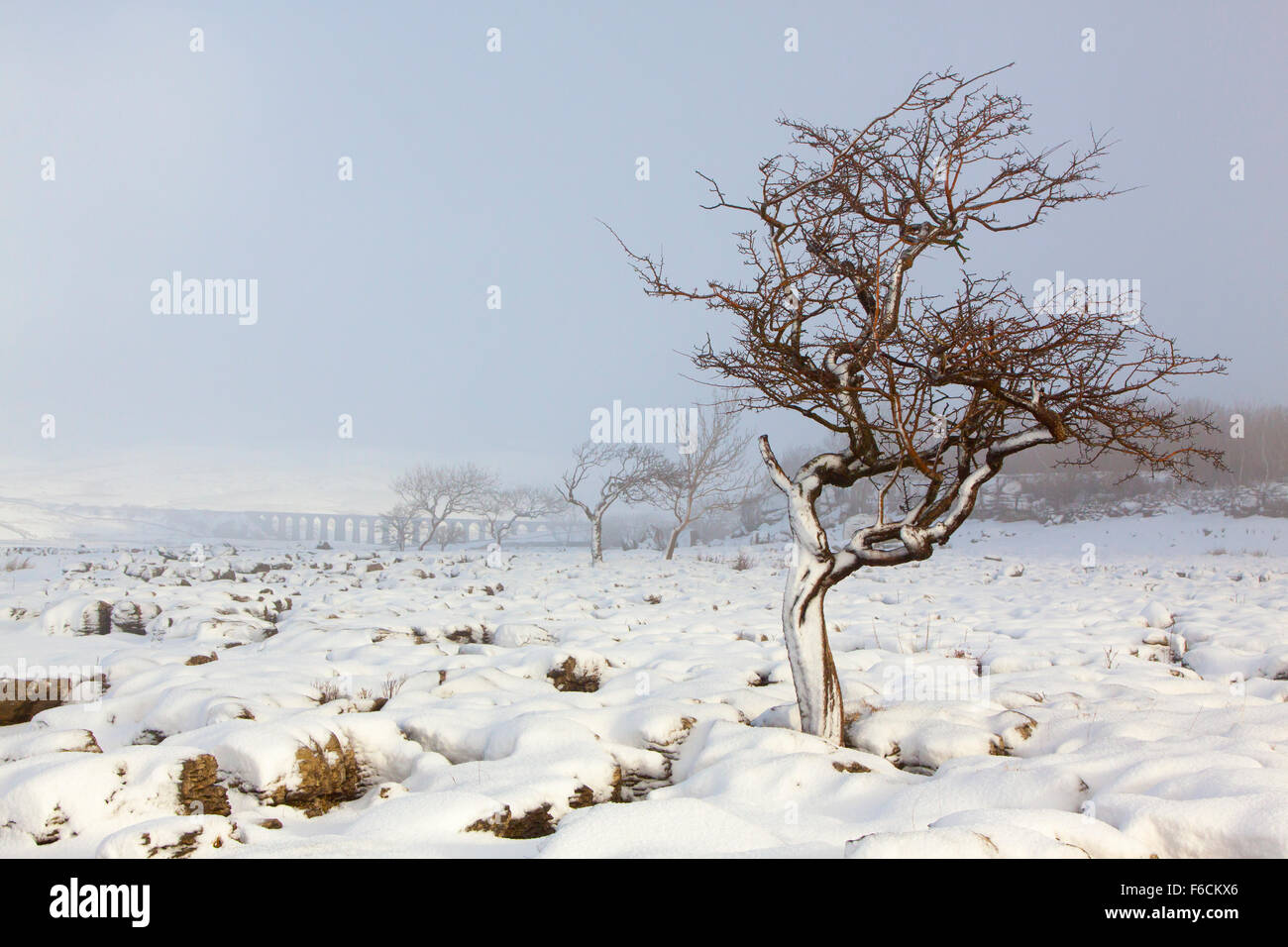 Un twisted gnarly hawthorne albero su una pavimentazione di pietra calcarea con viadotto ribblehead in background. Foto Stock