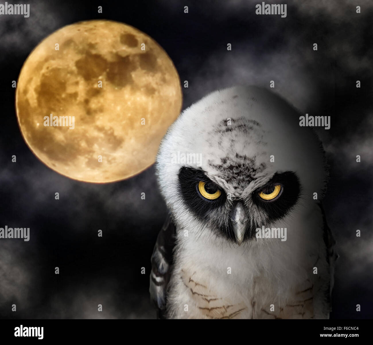 Chiusura del Civetta e la Luna Piena, la notte di Halloween Tema. Foto Stock