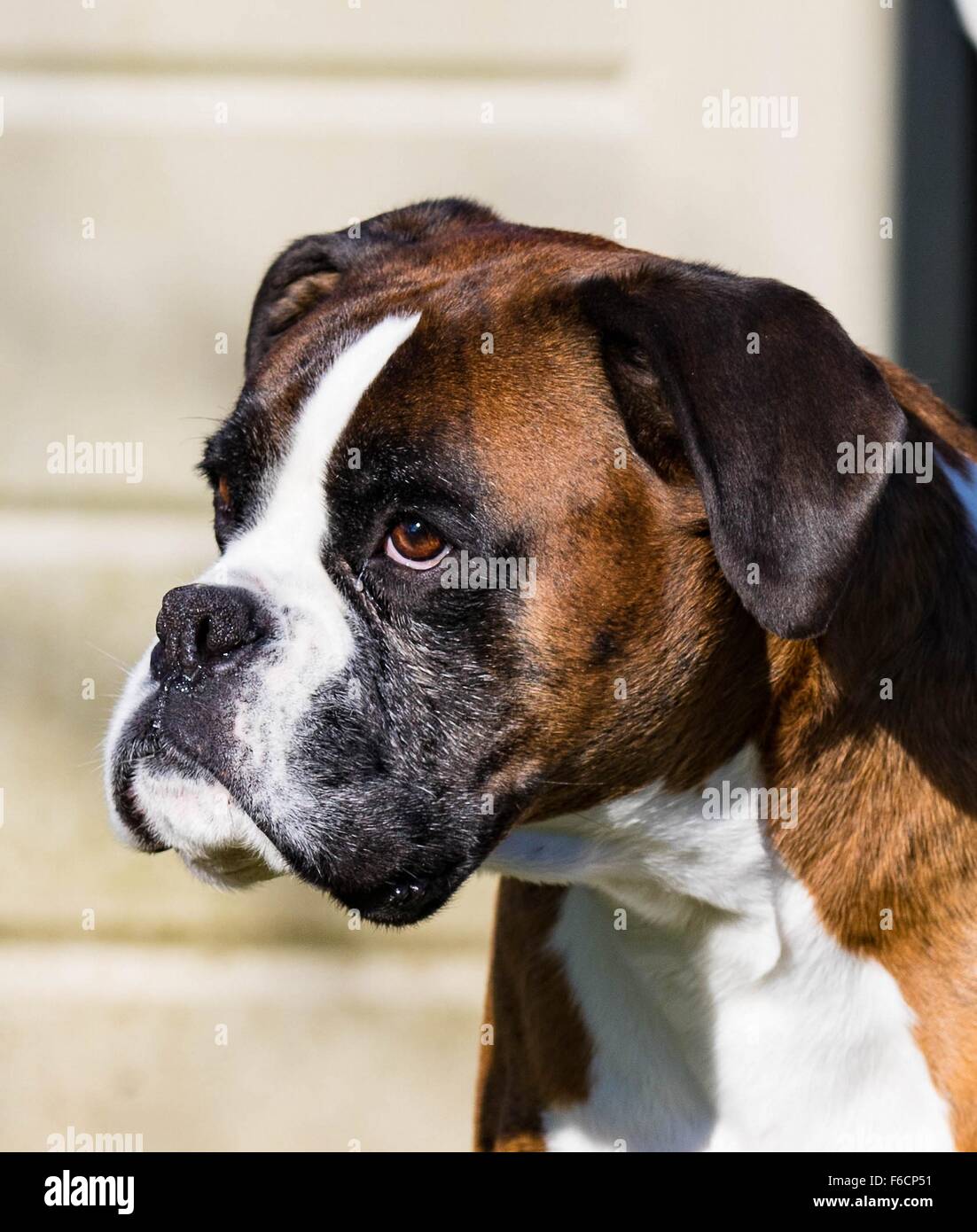 Boxer maschio profilo testa shot Foto Stock