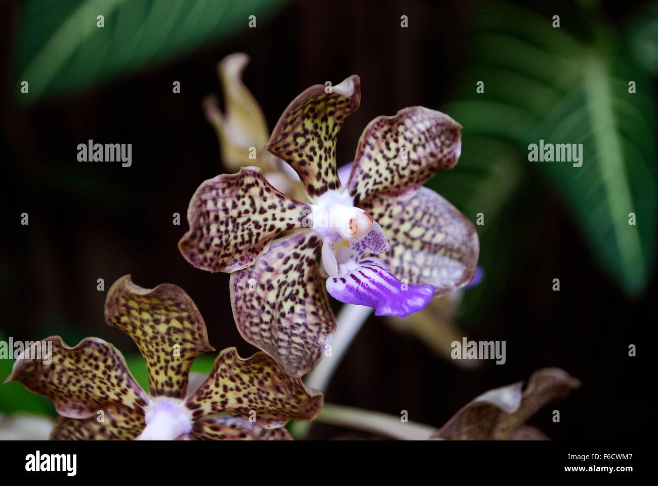 Exotic spotted orchid flower Foto Stock