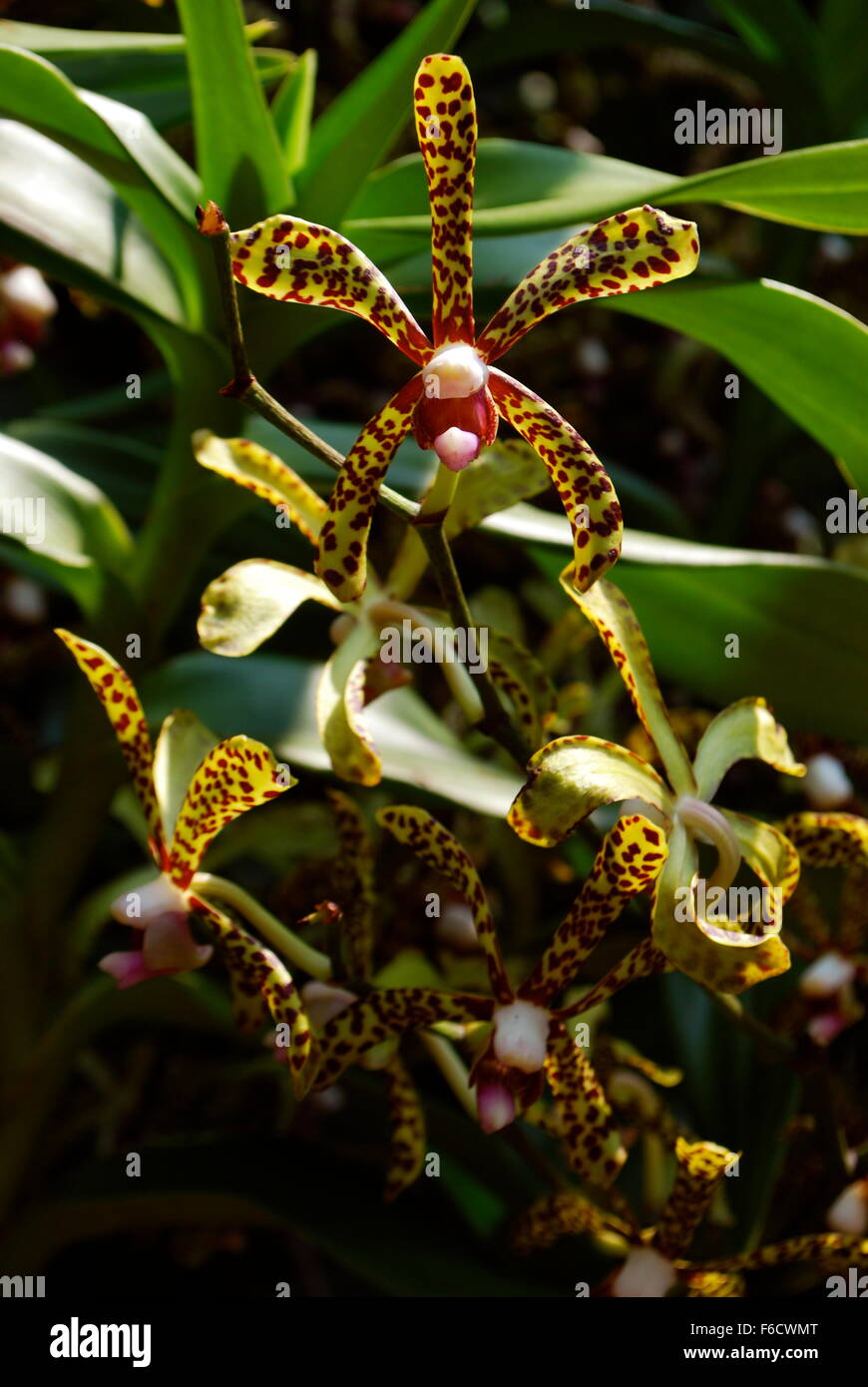 Avvistato esotiche orchidee in Singapore National Orchid Garden. Foto Stock