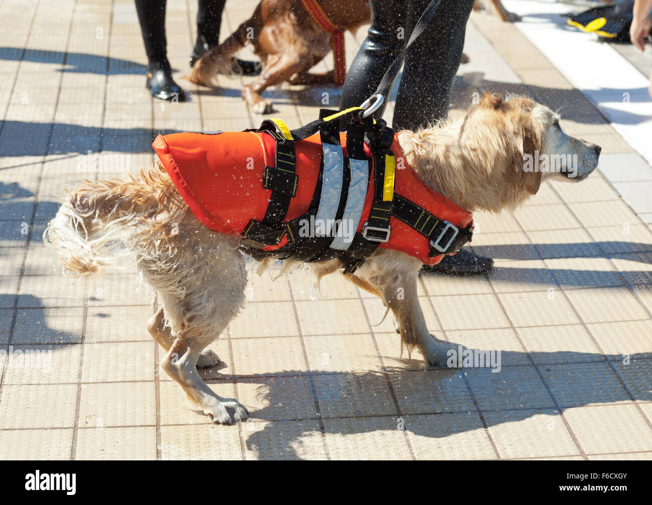 Bagnino cane, la dimostrazione di salvataggio con i cani in piscina. Foto Stock