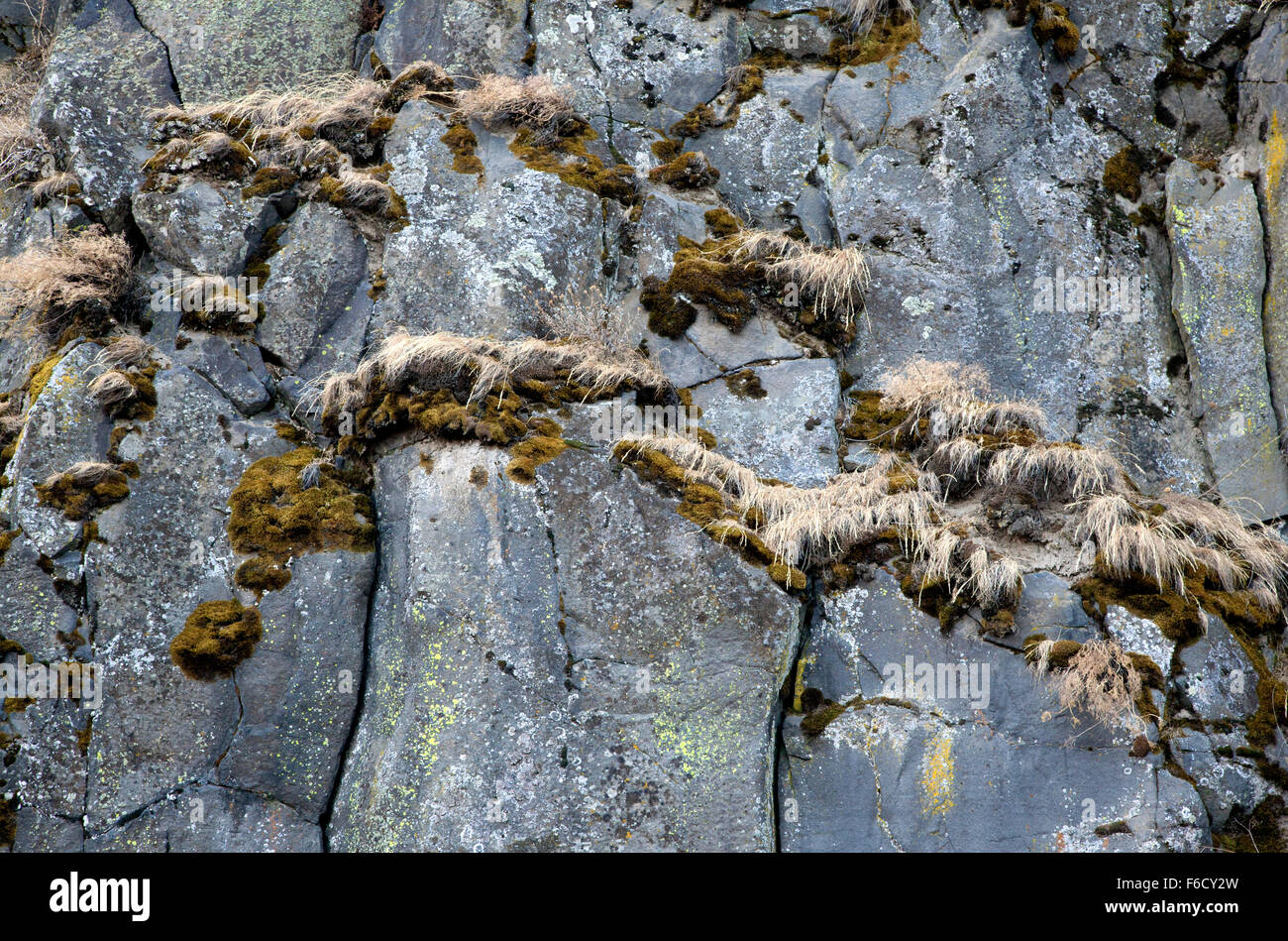 Il granito nero pareti del Columbia River Gorge con l'autunno di Moss e erbe, 2015. Foto Stock
