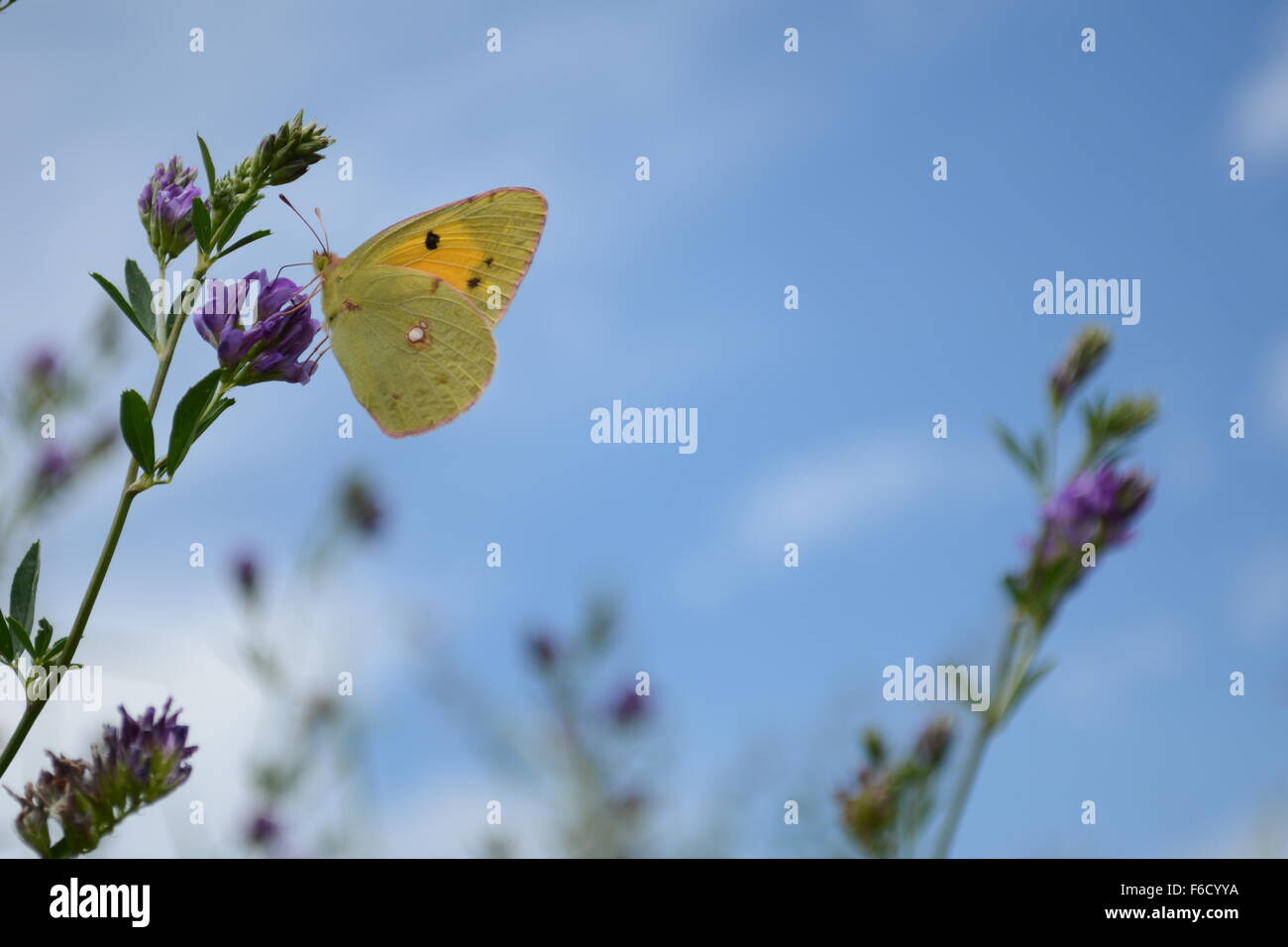 Giallo farfalla posata sul fiore viola contro un cielo blu con nuvole Foto Stock