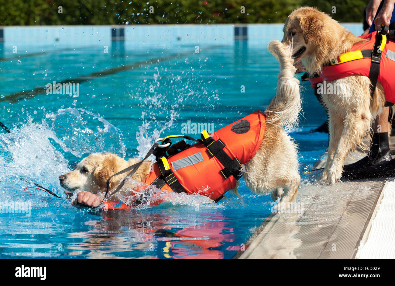 Bagnino cane, la dimostrazione di salvataggio con i cani in piscina. Foto Stock