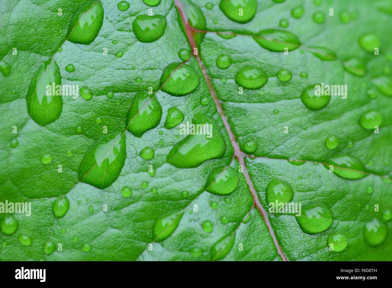 Gocce di pioggia sul verde brillante foglie di rose Foto Stock