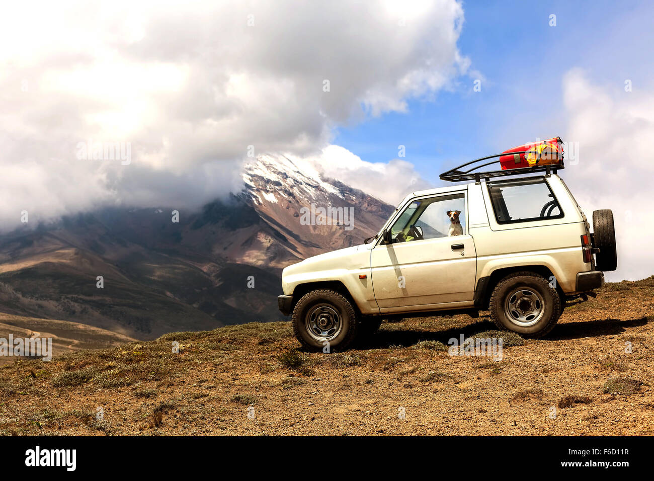 Jack Russell Terrier un cane femmina viaggi nelle montagne delle Ande in un 4X4 vecchia Jeep Foto Stock