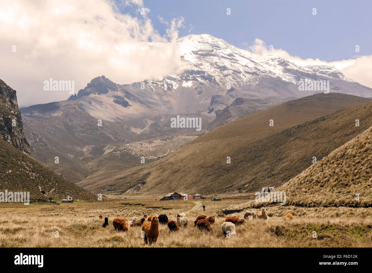 Gruppo di curiosi llama pascolando nella catena delle Ande ai piedi del Vulcano Chimborazo, Sud America Foto Stock