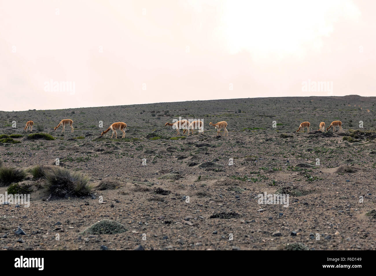 Vicunas nel Parco Nazionale del Chimborazo, Sud America Foto Stock