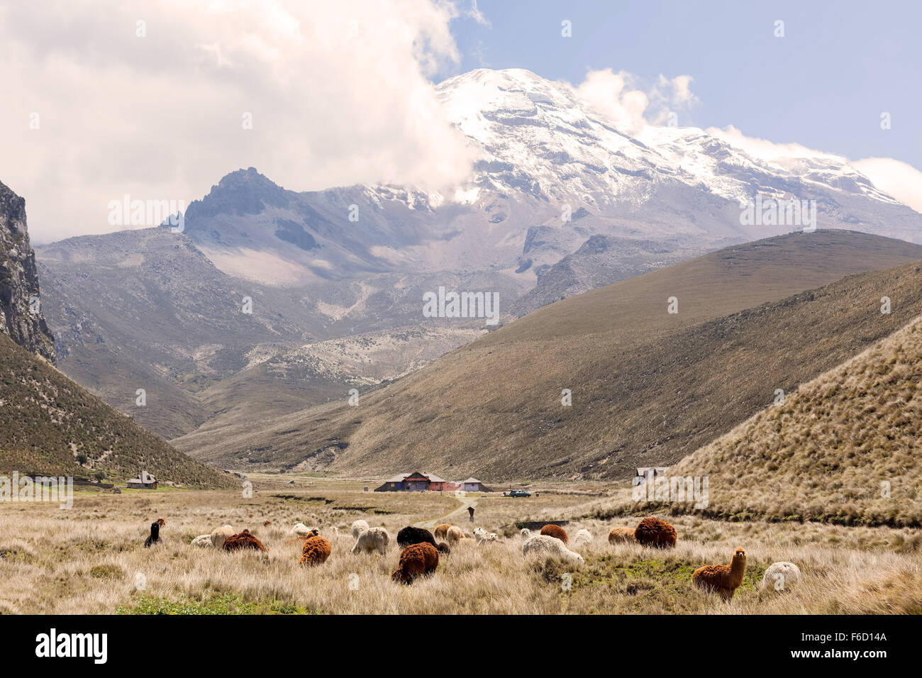 Allevamento di Llama pascolare nel Parco Nazionale del Chimborazo, Sud America Foto Stock