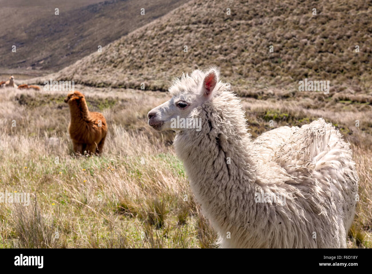 In prossimità dei bellissimi Llama In Chimborazo National Park, Sud America Foto Stock