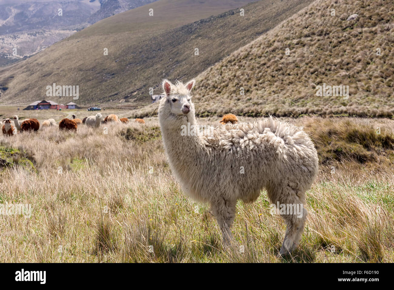 Ritratto di un Llama In Chimborazo National Park, Sud America Foto Stock