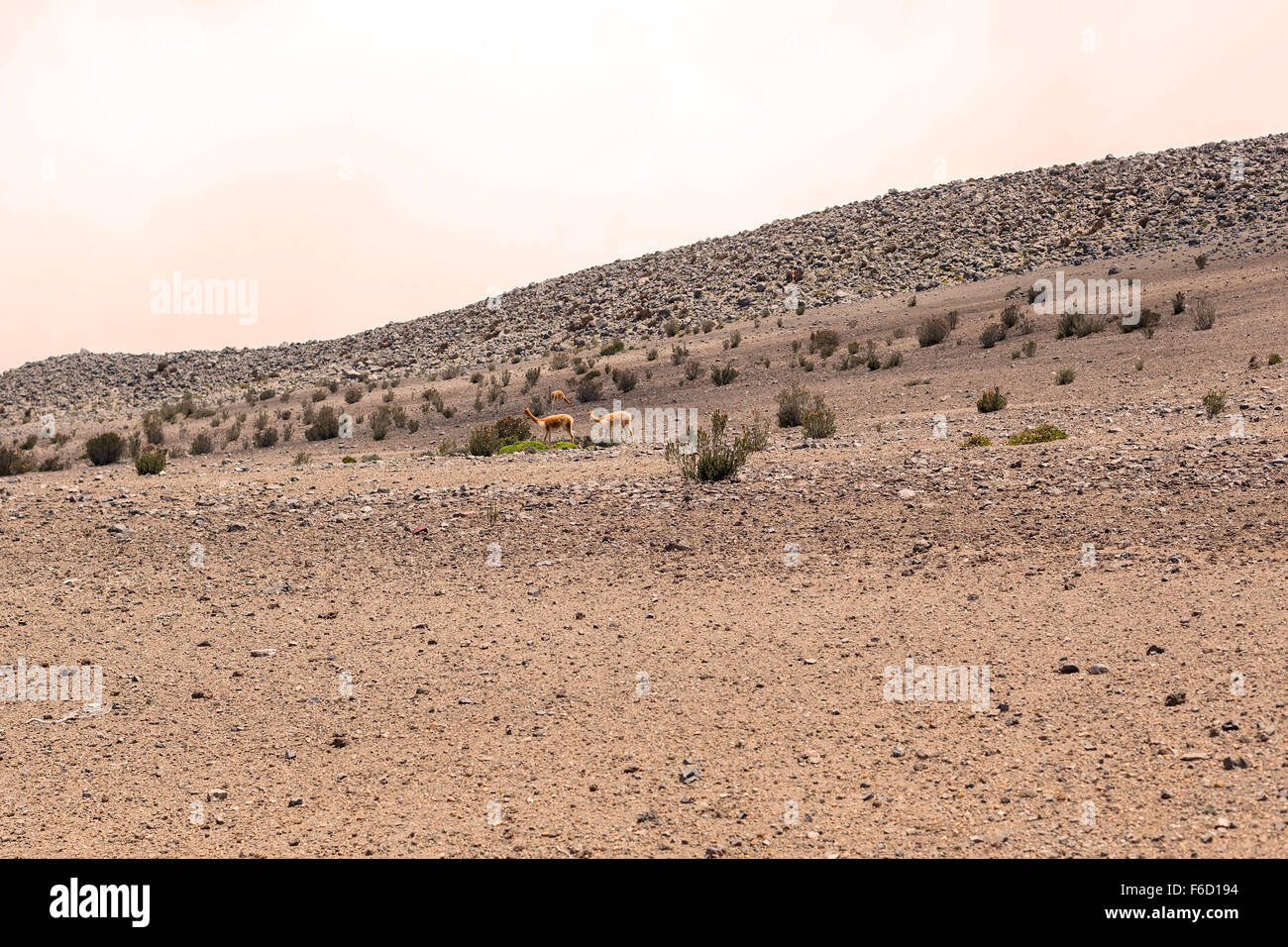 Allevamento di vigogne In Chimborazo National Park, Sud America Foto Stock