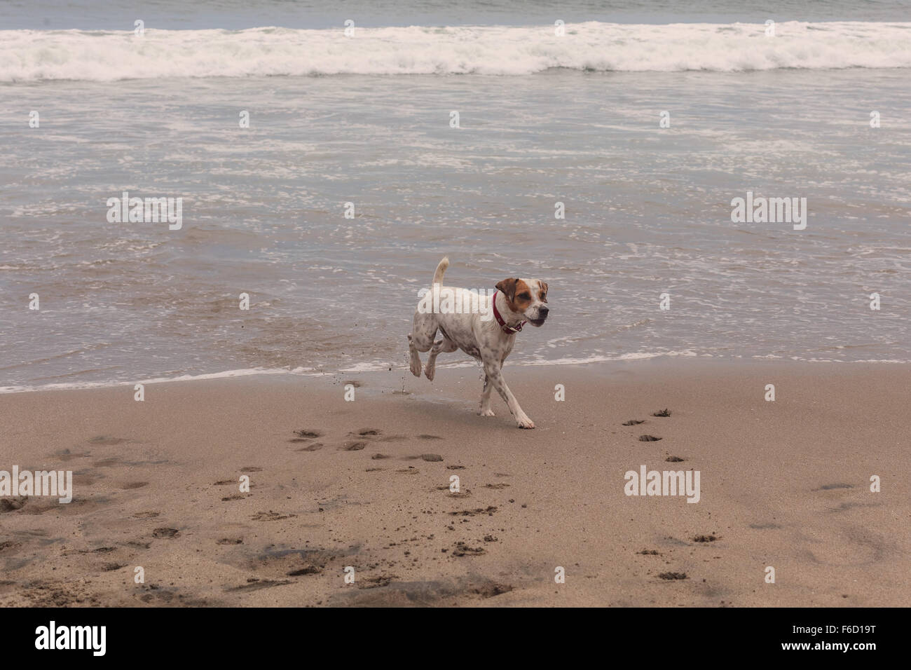 Parson Russell Terrier di giocare con le onde dell'Oceano Pacifico Foto Stock