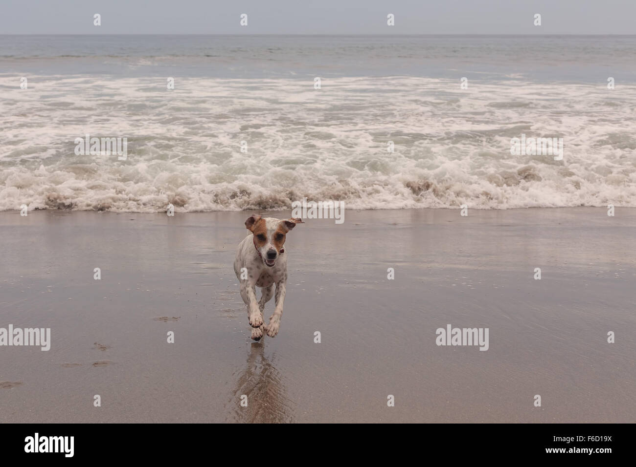 Jack Russell Terrier in funzione a pieno regime sulla spiaggia Foto Stock