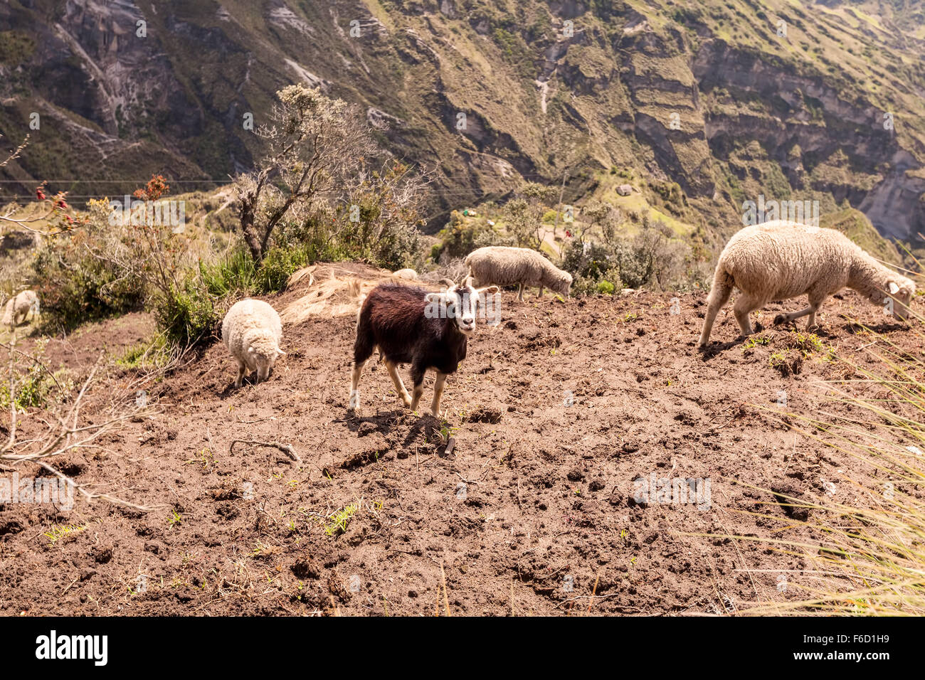 Pecora in bianco e nero di un pascolo di capra nelle Ande, Sud America Foto Stock