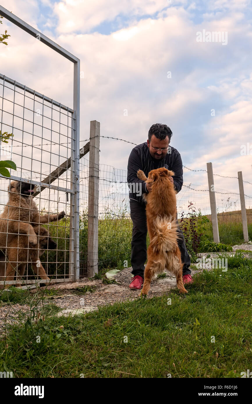 Hunedoara, Romania - 21 Giugno 2014: Happy Chow Chow cane saluta il proprietario con una serie di salti felice Chow Chow cane rossiccio salutare Foto Stock