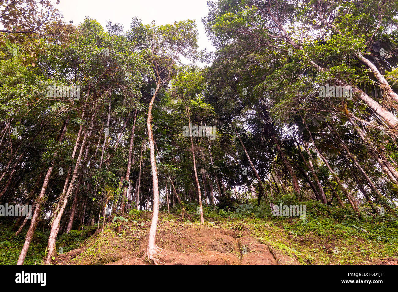 Foresta di eucalipti nella giungla amazzonica, Ecuador, Sud America Foto Stock