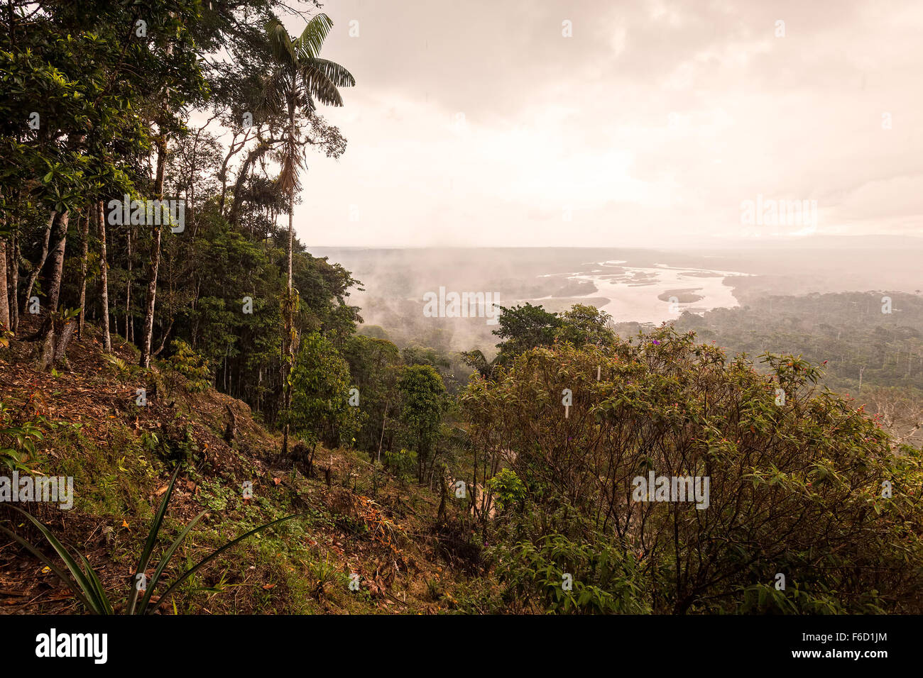 Il paesaggio di una foresta pluviale tropicale, Indichuris comunità, Sud America Foto Stock