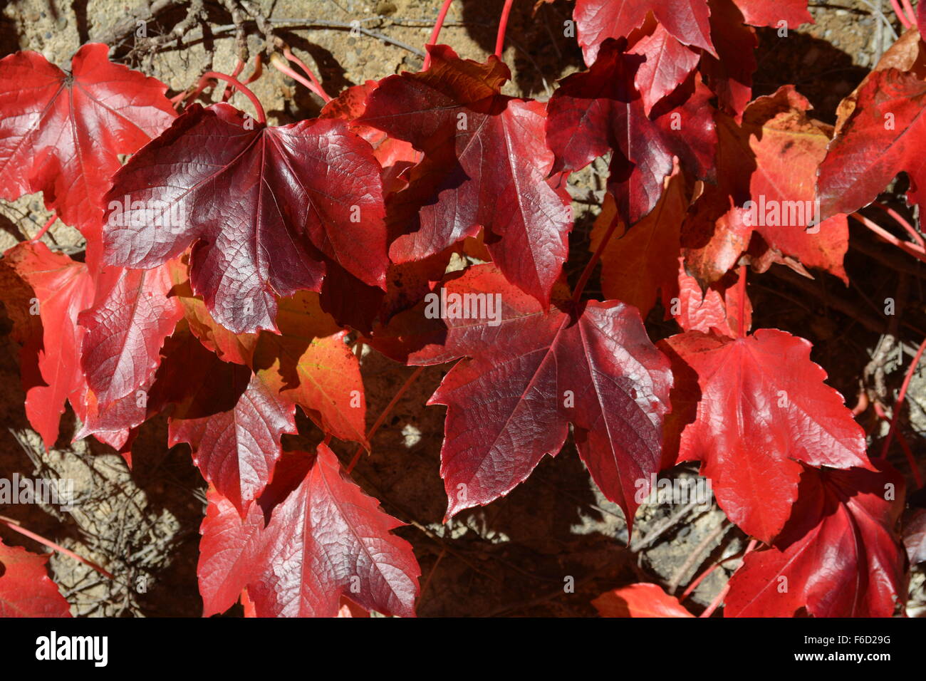 Un gruppo di caduta foglie rosse sulla parete di roccia nel sole autunnale Foto Stock
